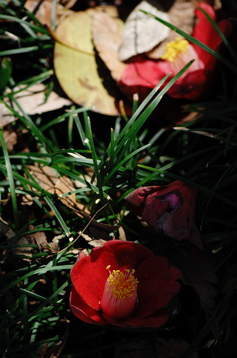 公園の色彩_f0032011_20325225.jpg