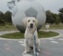 a0045817_1151342.gif