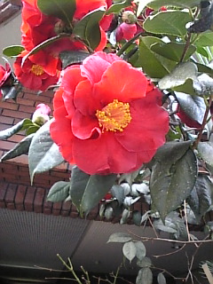 e0110119_20414793.jpg