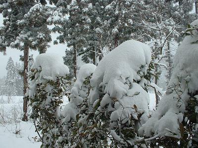 真冬に戻ったぞ・・・、除雪機出動！_d0015124_1424872.jpg