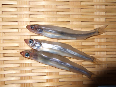 稚鮎初体験 Catch Eat 茨城の海 釣り 料理日誌 稚鮎初体験 Catch Eat 茨城の海 釣り 料理日誌
