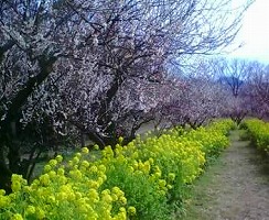 神崎緑地公園と梅園へ_a0055835_1638535.jpg