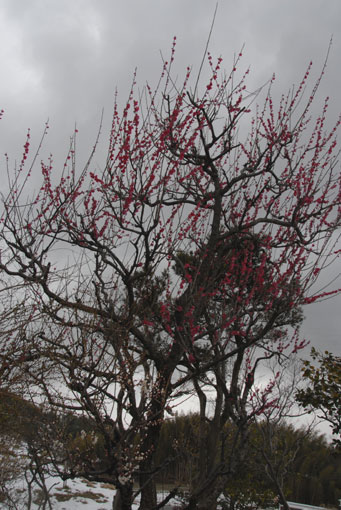 c0093046_644274.jpg