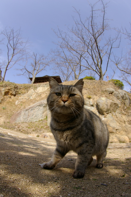 ３月１０日　ギョガンDE桜猫_a0009554_20172349.jpg