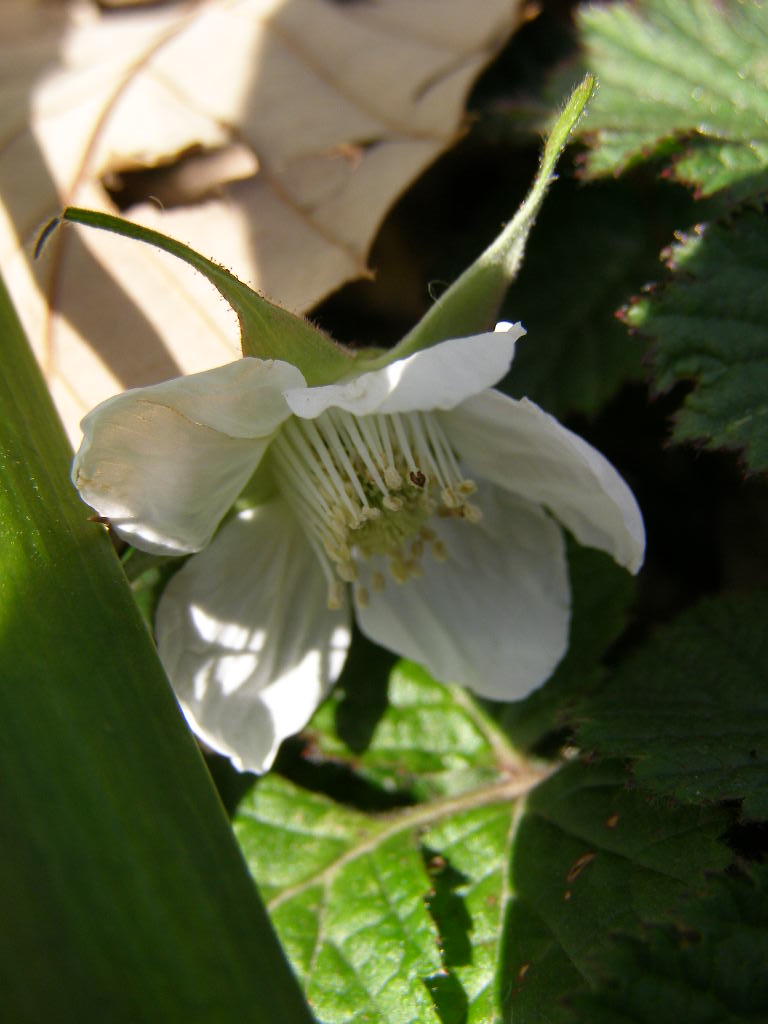 蕾は薔薇みたい…博物記(春ー１０）　草苺_e0064158_143326.jpg