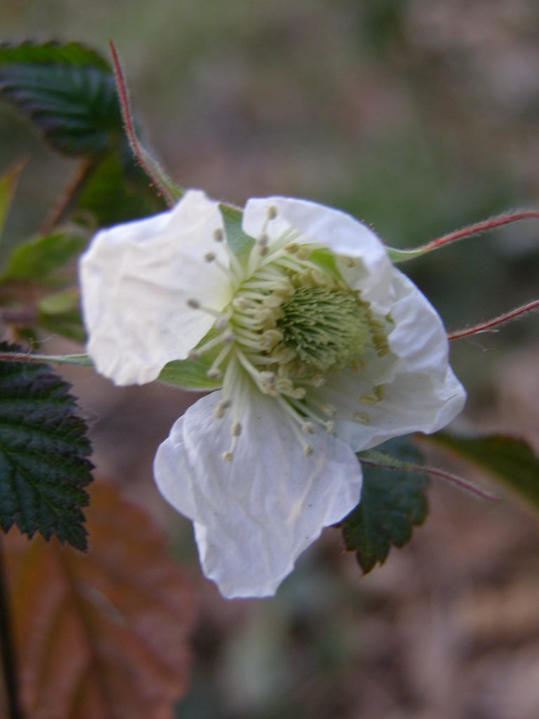 蕾は薔薇みたい…博物記(春ー１０）　草苺_e0064158_143440.jpg