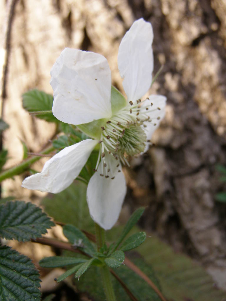 蕾は薔薇みたい…博物記(春ー１０）　草苺_e0064158_1444429.jpg