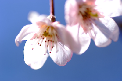 初桜_d0013363_23494788.jpg