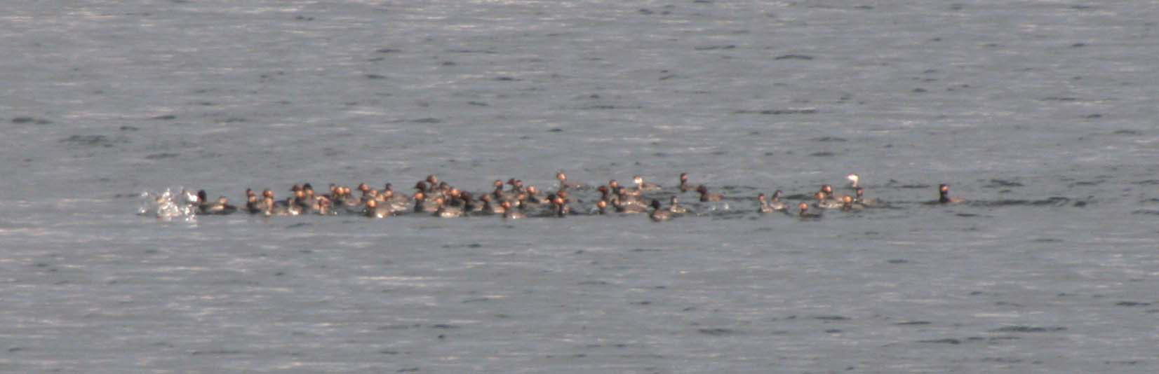 ★先週末の鳥類園(2007.3.10~11)_e0046474_1533022.jpg