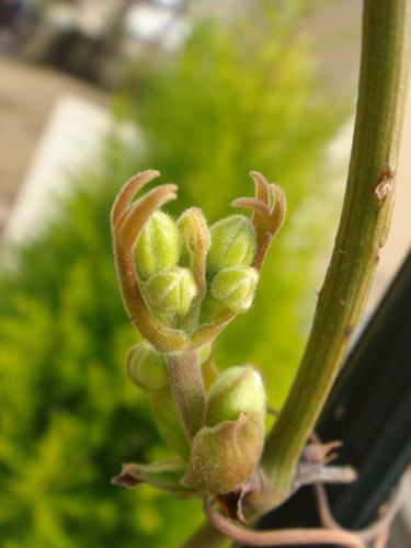 b0052394_1634669.jpg