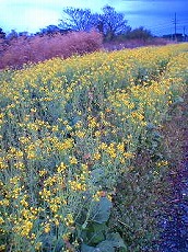 雨のち、練習会_a0036808_15272744.jpg