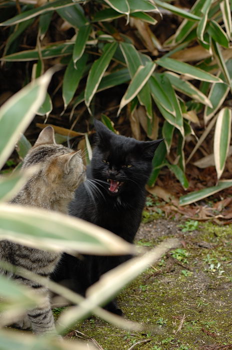 街角ニャンコ・花撮りの間のツマミ食い？_f0032011_20454632.jpg