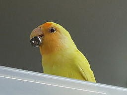 涼しい顔をしてるけど・・・_b0059154_0104314.jpg