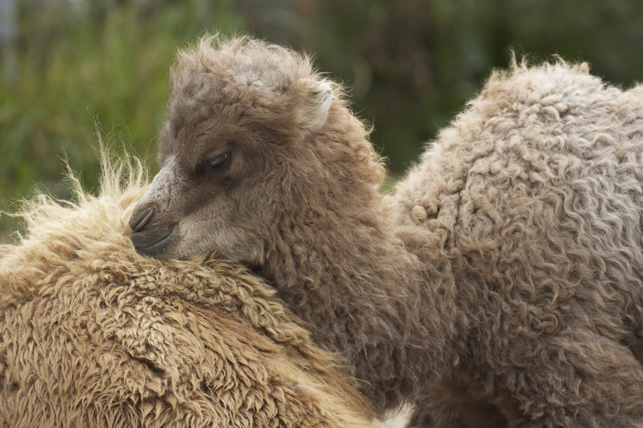 天王寺動物園362_e0060169_6413758.jpg