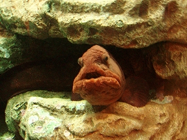 しながわ水族館_c0105785_1032373.jpg