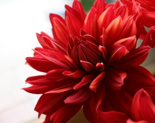 ダリア 熱唱 わたぼうし 丹波 畑の中の小さな花屋から ダリア 熱唱 わたぼうし 丹波 畑の中の小さな花屋から