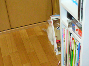 猫！IN DA HOUSE!_c0110790_13413577.jpg