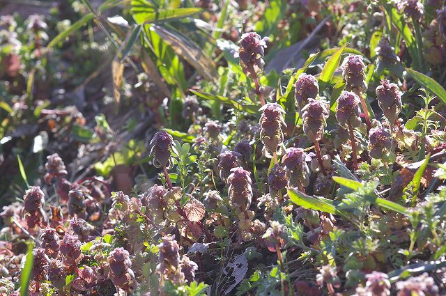 e0070891_21511065.jpg