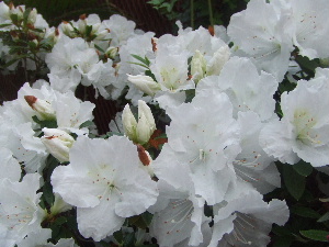 f0041606_21102443.jpg