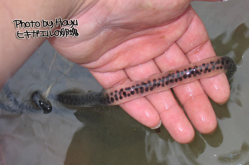 【ヒキガエルの卵塊】_a0059328_22234636.jpg