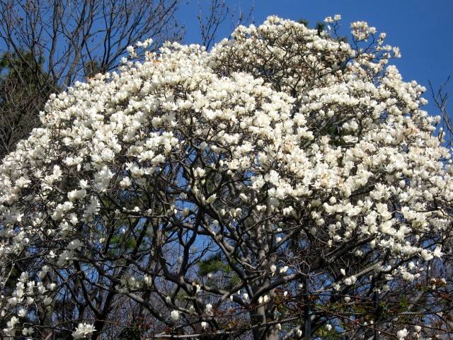 【大船フラワーセンターで春春春】_b0009849_17213425.jpg