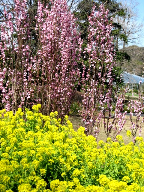 【大船フラワーセンターで春春春】_b0009849_1722960.jpg