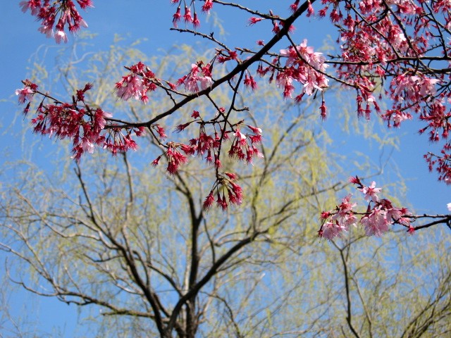 【桜満開の大船フラワーセンター】_b0009849_19375131.jpg