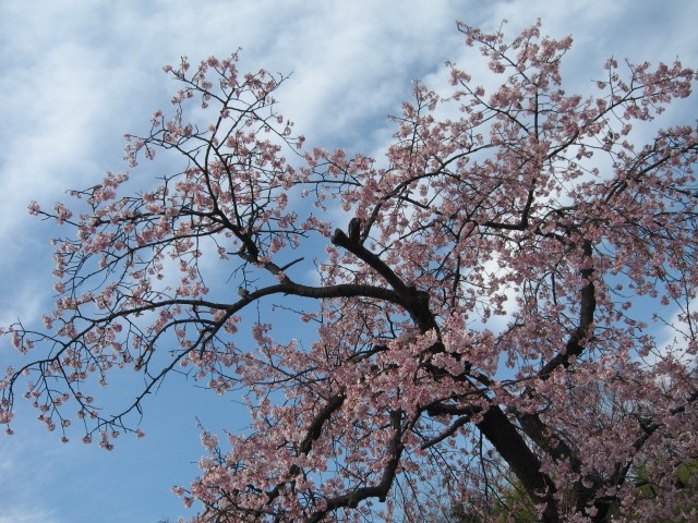 【桜満開の大船フラワーセンター】_b0009849_19481129.jpg