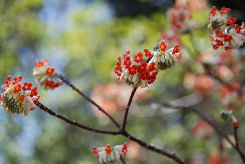 常泉寺の三椏の花_e0026476_15432781.jpg