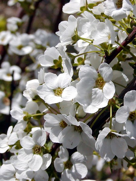  Thunbergs Spirea_c0057390_22491458.jpg