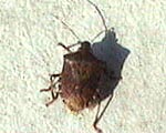 ●カメムシとピカポロンツァ_d0053294_102140100.jpg