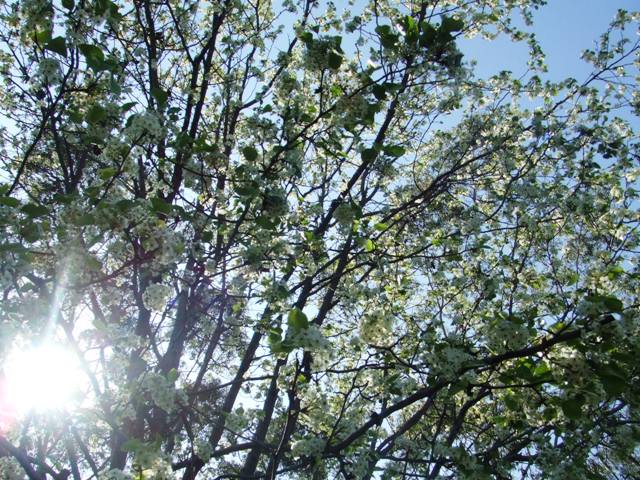 c0062603_15471515.jpg