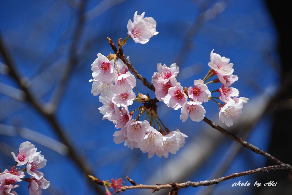 早咲きの桜Ⅱ_f0133213_19353755.jpg