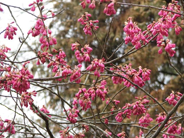 寒緋桜/緋寒桜　_f0099535_10421076.jpg