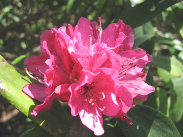 【大船フラワーセンターの春の花たち】_b0009849_10144255.jpg