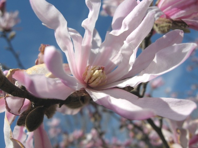【大船フラワーセンターの春の花たち】_b0009849_10192498.jpg