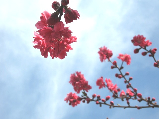 【大船フラワーセンターの春の花たち】_b0009849_10242756.jpg