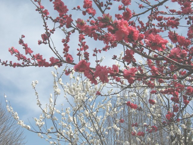 【大船フラワーセンターの春の花たち】_b0009849_1027215.jpg