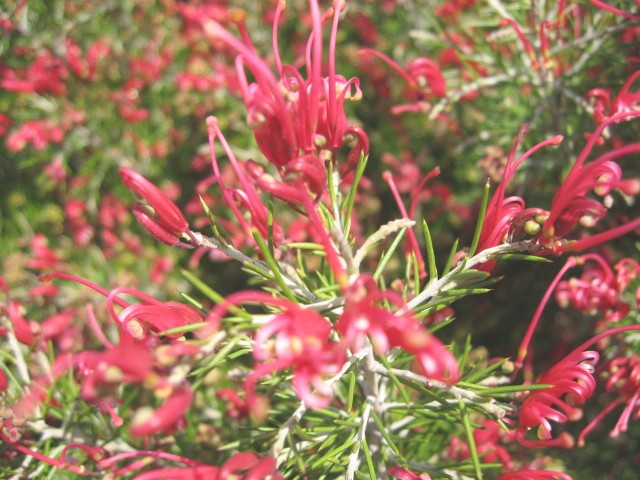 【大船フラワーセンターの春の花たち】_b0009849_10293868.jpg