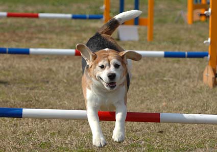 頑張れ!ビーグル_a0070350_15322470.jpg