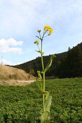 ぶんぶんぶん、蜂が飛ぶ〜♪_d0036450_9254133.jpg