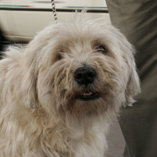 犬のお散歩風景 iｎ PARIS_d0101050_23443859.jpg