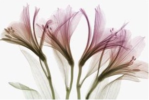 ツ イ ラ ク を読んで あの恋の痛みを思い出そう 紅玉の甘い戯言 ツ イ ラ ク を読んで あの恋の痛みを思い出そう 紅玉の甘い戯言