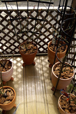 d0090671_3272572.jpg