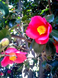 c0052091_1346377.jpg