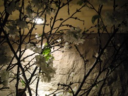 一足お先に夜桜見物!_d0091909_2085361.jpg