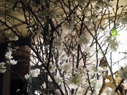 一足お先に夜桜見物!_d0091909_2093822.jpg