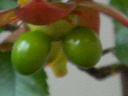 c0038424_7575263.jpg
