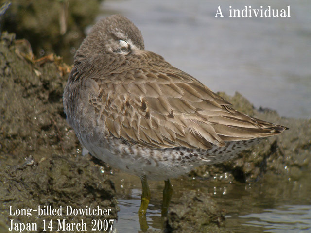 オオハシシギ　5　Long-billed Dowitcher 5  Limnodromus scolopaceus_c0071489_22384085.jpg