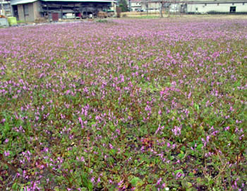 この花はなに？_c0081499_12345039.jpg